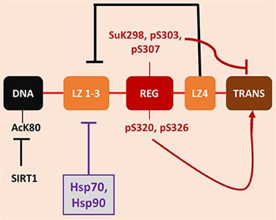 Molecular Chaperone Accumulation in Cancer and Decrease in Alzheimer's Disease: The Potential Roles of HSF1